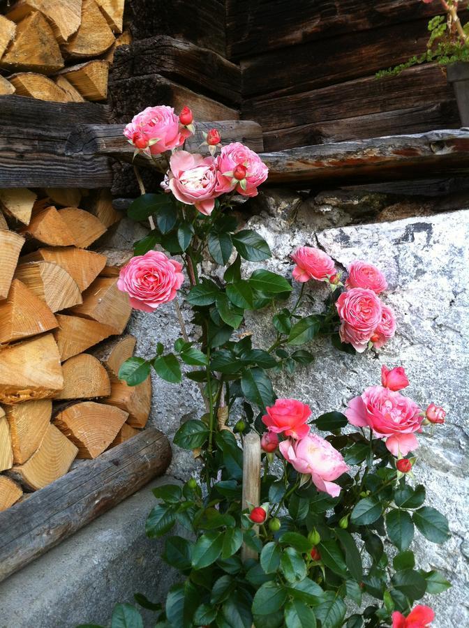Bergdohle Daire Adelboden Dış mekan fotoğraf
