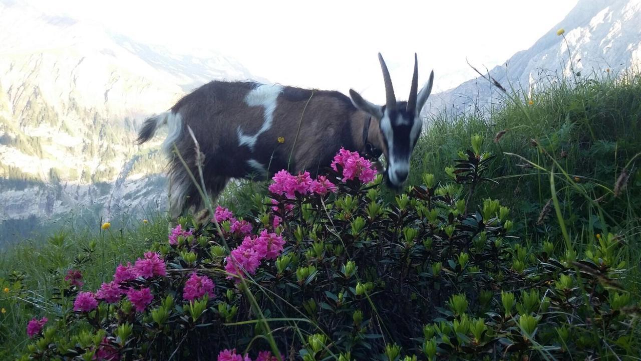 Bergdohle Daire Adelboden Dış mekan fotoğraf
